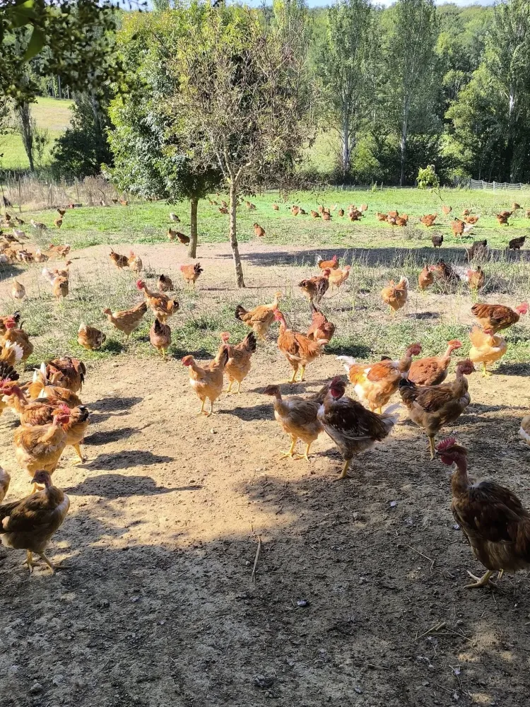 élevage de pouleswebp