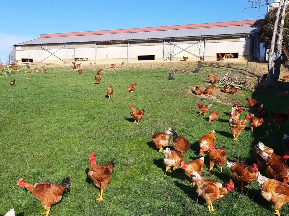 volailles de la ferme (6)