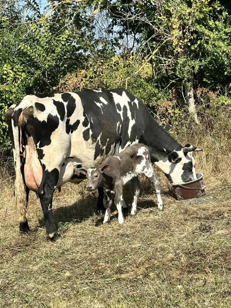 vaches et veaux de la ferme (1)