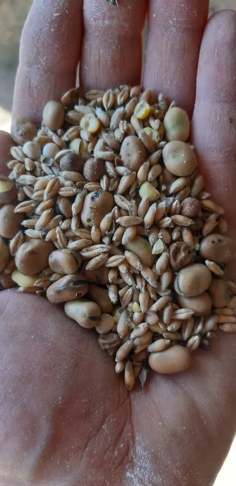 cereales produites a la ferme (1)